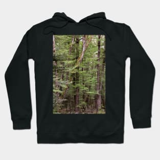 Birch Forest Hoodie